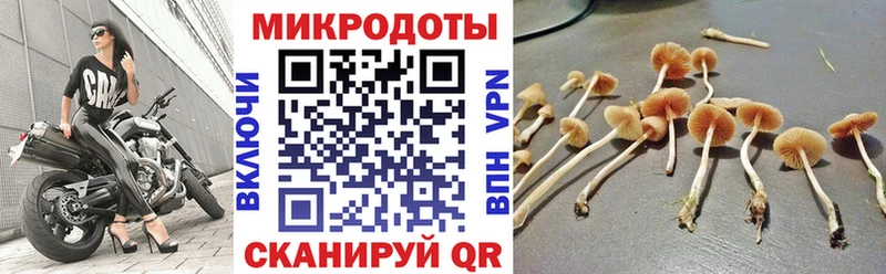 купить цена hydra ссылки Галлюциногенные грибы Psilocybe Шилка